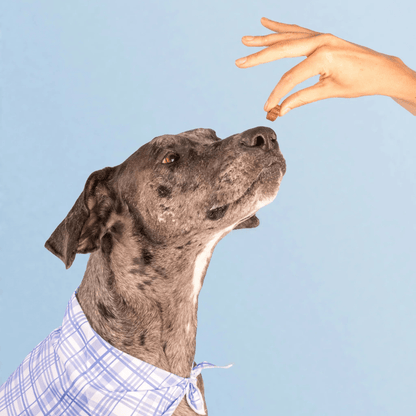 Dog Human Multivitamínico 5 - en - 1 Para perros que necesitan más años de vida saludable | Mejoras visibles en 1 - 2 semanas - IMPERIUM